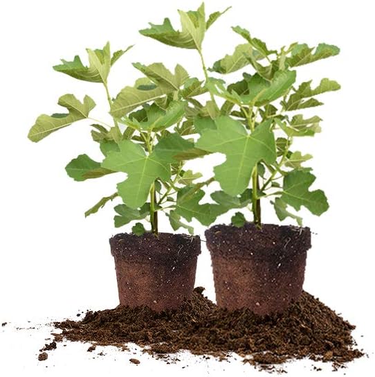 Chicago Hardy 2 Pack