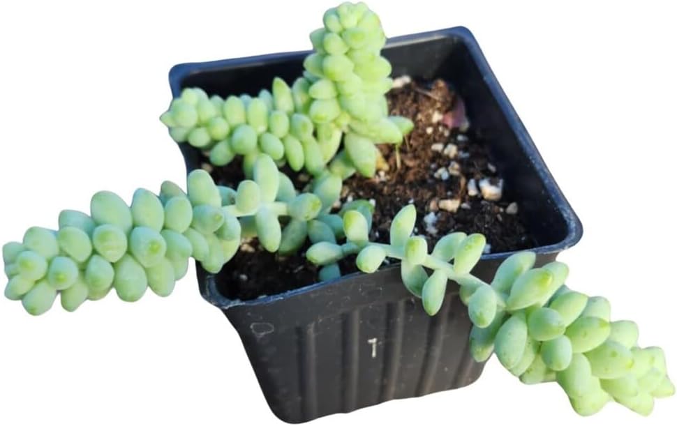 Smoke Camp Crafts Burro's Tail Succulent Plant, Sedum Morganianum, 2.5-inch Pot, Organic House Plant