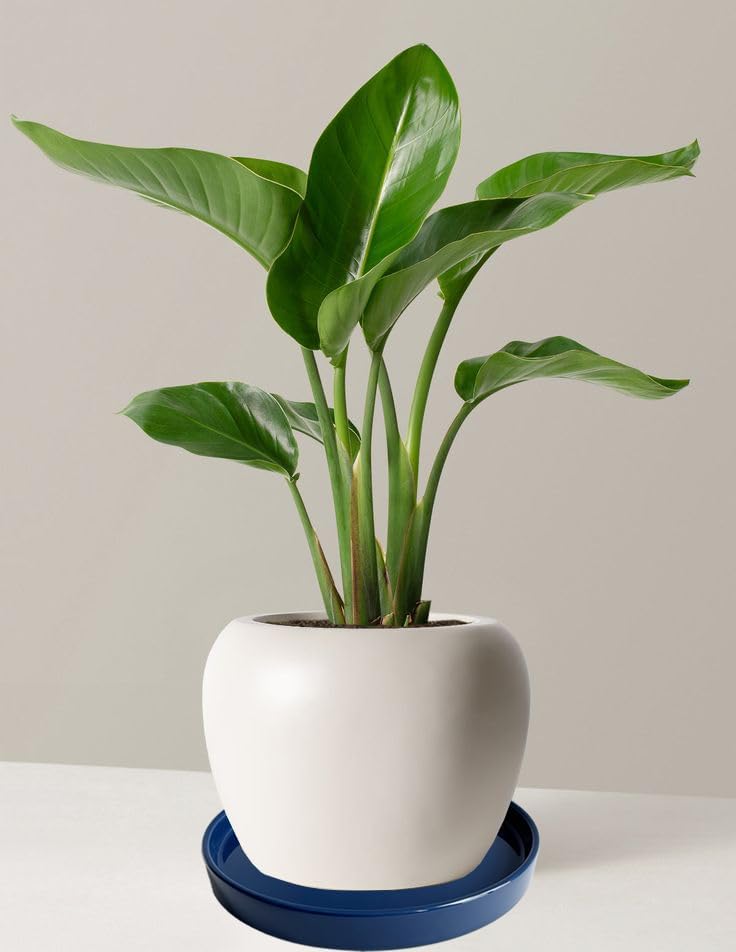 Plant Saucer Pot Tray Planter Saucers 4 Pack 4 inch, 5 6 7 8 9 10 11 12 13 15 Inch for Indoors Outdoor, Durable Sturdy Ceramic Flower Drainage drip Water Tray for Glazed Pots Base ((4.5"/4.1"-Blue)