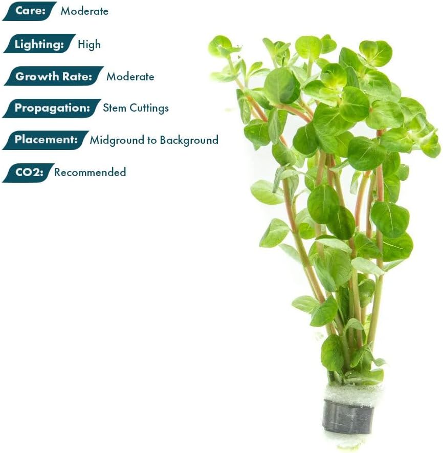 Live Plant - Rotala Fujian - Moderate Care, High Light, Orange-Pink Accent, Freshwater Aquatic Plant for Aquascaping - Lead Bunch