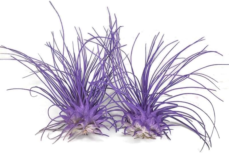 Thin Air Plant, Guatemala Tillandsia Live Airplant, Healthy Arrival Guaranteed, Great Indoor Plant, Home Decor & Gift (2 Purple)