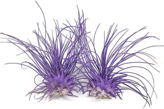 Thin Air Plant, Guatemala Tillandsia Live Airplant, Healthy Arrival Guaranteed, Great Indoor Plant, Home Decor & Gift (2 Purple)