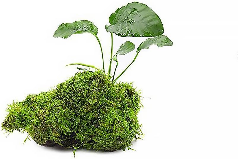 Live Aquarium Plants on Driftwood, Lava Rock, Moss Mat - Freshwater Fish Tank Plants (Anubias Barteri w/Christmas Moss, Driftwood (Medium))