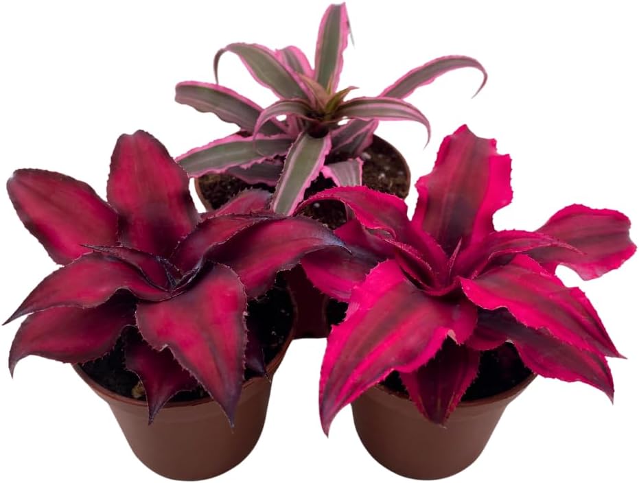 BubbleBlooms Cryptanthus bivittatus Assortment, Earth Star Bromeliad Set, 3 Different Succulents