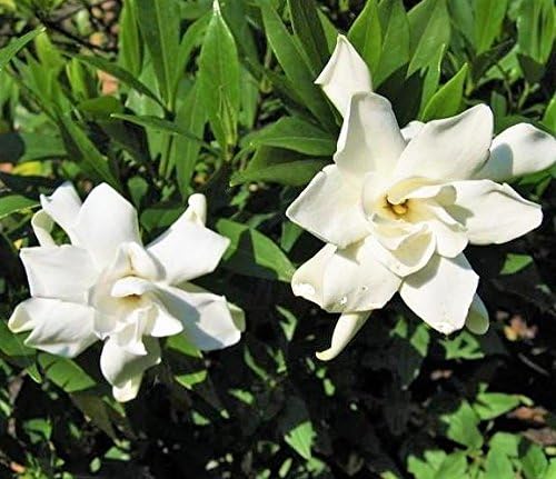 Frost Proof Gardenia (Cape Jasmine) - Trade Gallon