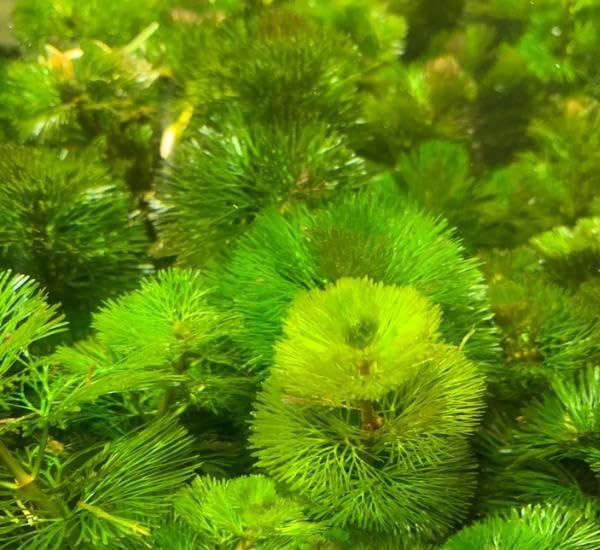 Live Aquarium Plant Bundle - 18 Stems of Ludwigia Repens, Bacopa Monnieri & Cabomba Caroliniana - Easy Freshwater Plants for Aquascaping, Filtration & Fish Tank Decoration