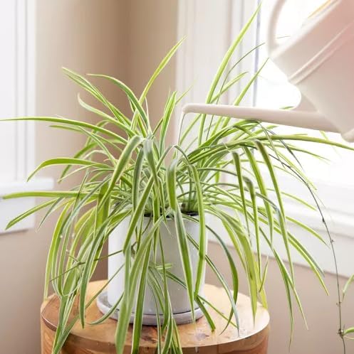 Healthy Spider Plant - Easy Care, Air-Purifying Houseplant (2 Spider Cups)