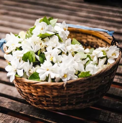 Night Blooming Jasmine Live Plant - Cestrum Nocturnum. Fragrant Flowering Shrub for Garden, Patio or Window (4 ngt.jas sacs)