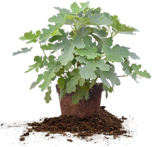 Perfect Plants Black Mission Fig Tree Live Plant, 3 Gallon, Includes Care Guide