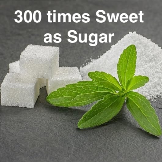 Live Stevia rebaudiana Plants, Sweet Leaf or Sugar Leaf, Natural Sugar Substitute Herb, Easy to Grow (4 stevia Cups)