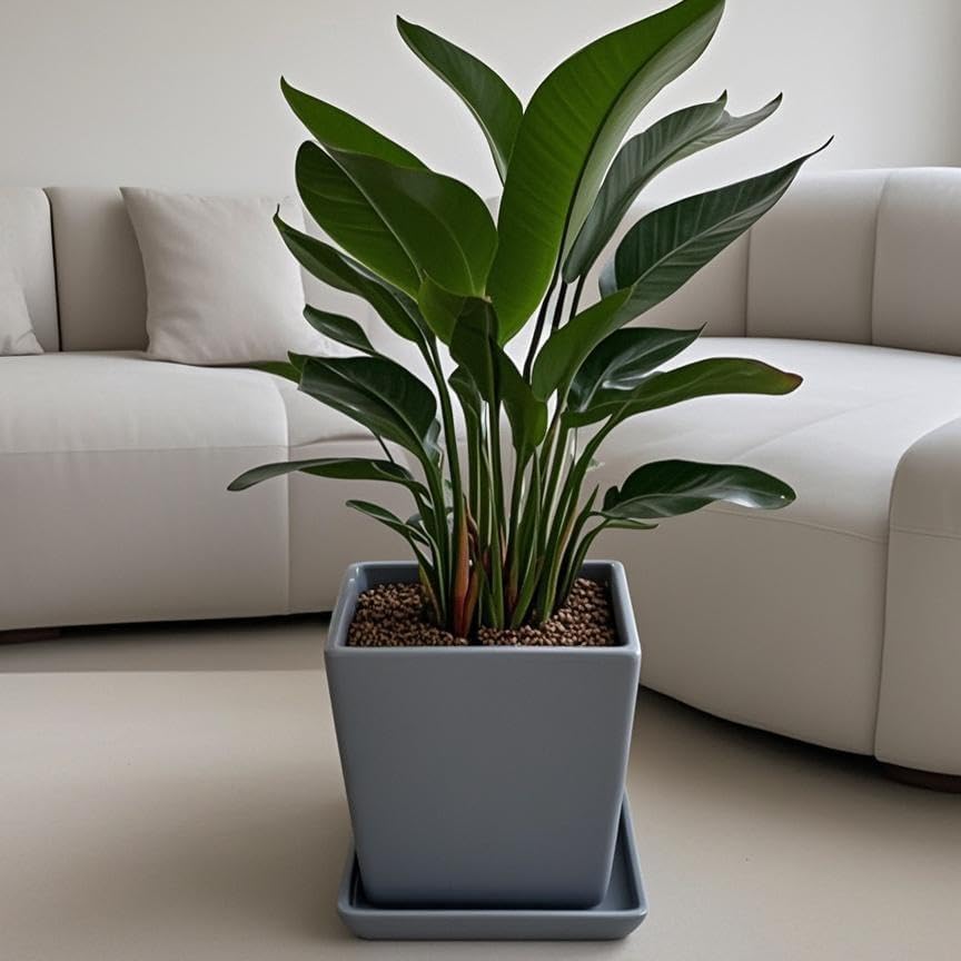 Square Plant Saucer 10 Inch 2 Pack，Plant Trays for Pots, Gray Ceramic Plant Saucers for Indoors Outdoors, Plant Drip Tray 4 6 8 10 12 14 Inch