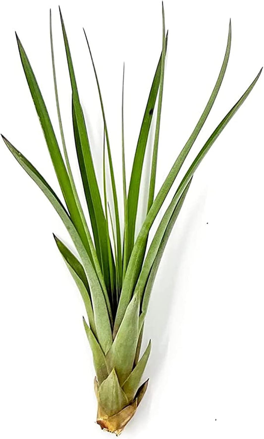 Air Plants - Tillandsia Fasciculata Tricolor, Large 4-6" - 1ct - Live Arrival Guaranteed - House Plants for Home Decor & Gift