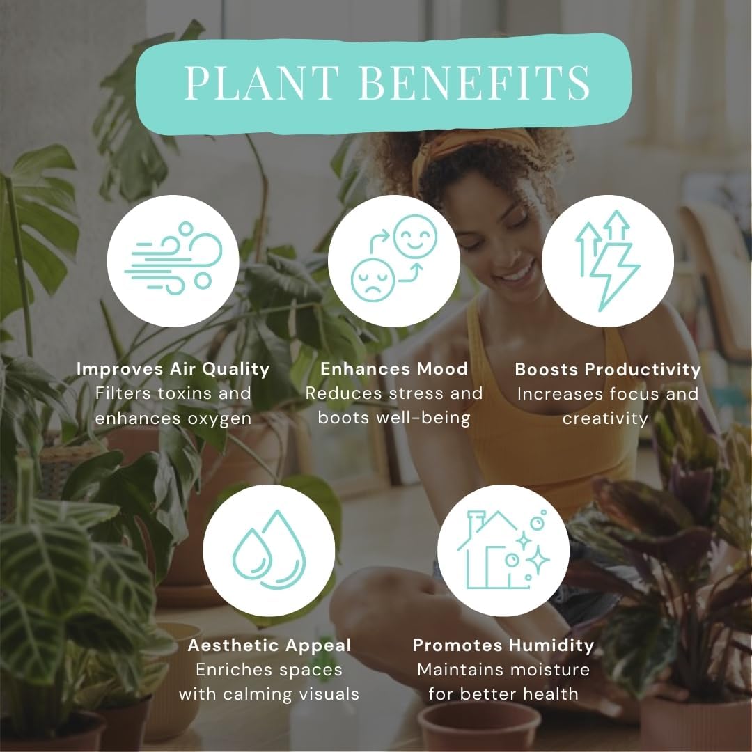 Calathea Assorted 4" pots: Grower's Pick, Indoor Plants, Easy Care Houseplant, Starter Plant,Live Indoor, Easy to Grow - Beginner Plant by Coollectiveplants (6 Pack)