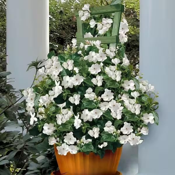 Arabian Jasmine (Jasminum Sambac) - Live, Fragrant, Blooming, Indoor/Outdoor Decorative Plant (2 Arab jas sacs)