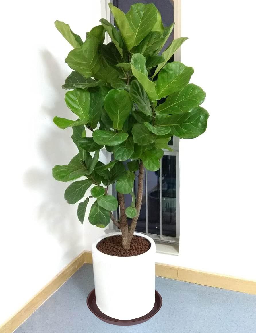 2 Pack of 16 17 inch Plant Saucer (15 inch Base), 2.3" Depth, Plant Trays for Pots, Plastic Plant Saucers for Indoors, Bird Bath Bowls, Flower Pot Drip Trays for Planter (17", Chocolate)