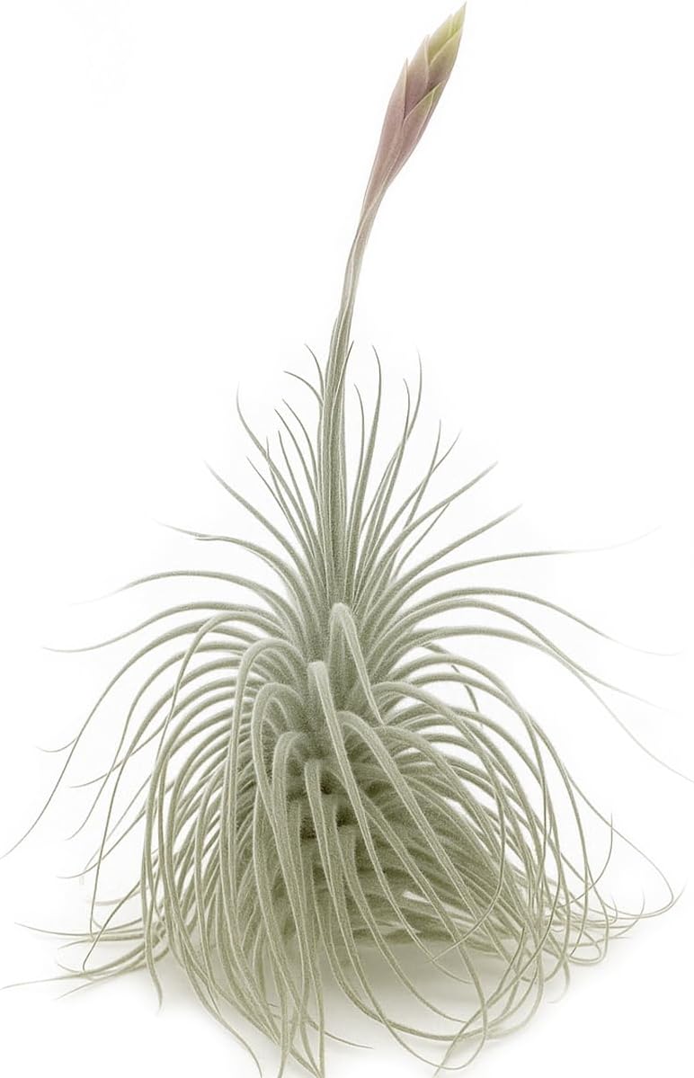 Live air Plant - Tillandsia Tectorum Air Plant 4-6" – 5ct – Unique Shape with Silvery Fuzz – Low Maintenance Houseplant – Perfect for Decor, Terrariums, Gifts - Live Arrival Guaranteed