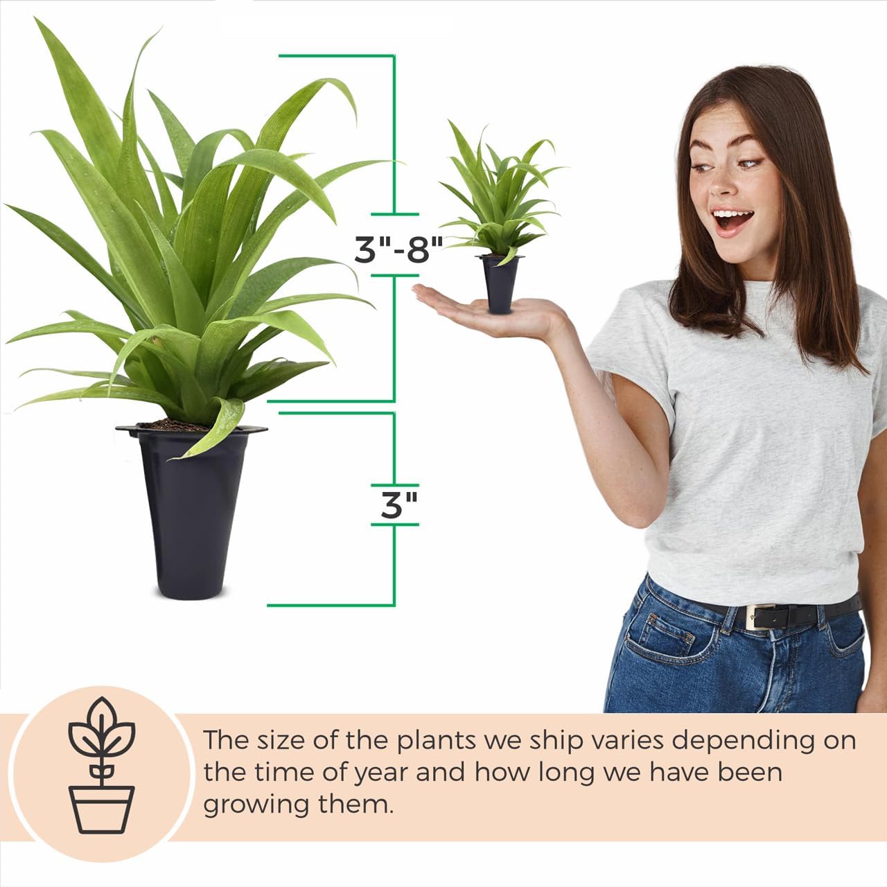 Pineapple Plant White Jade (4 Pack) | Grow Your own Food on Your Edible Organic Garden | Easy to Grow Plants | Edible Fruit Plant for Sustainable Living | Live for Planting |