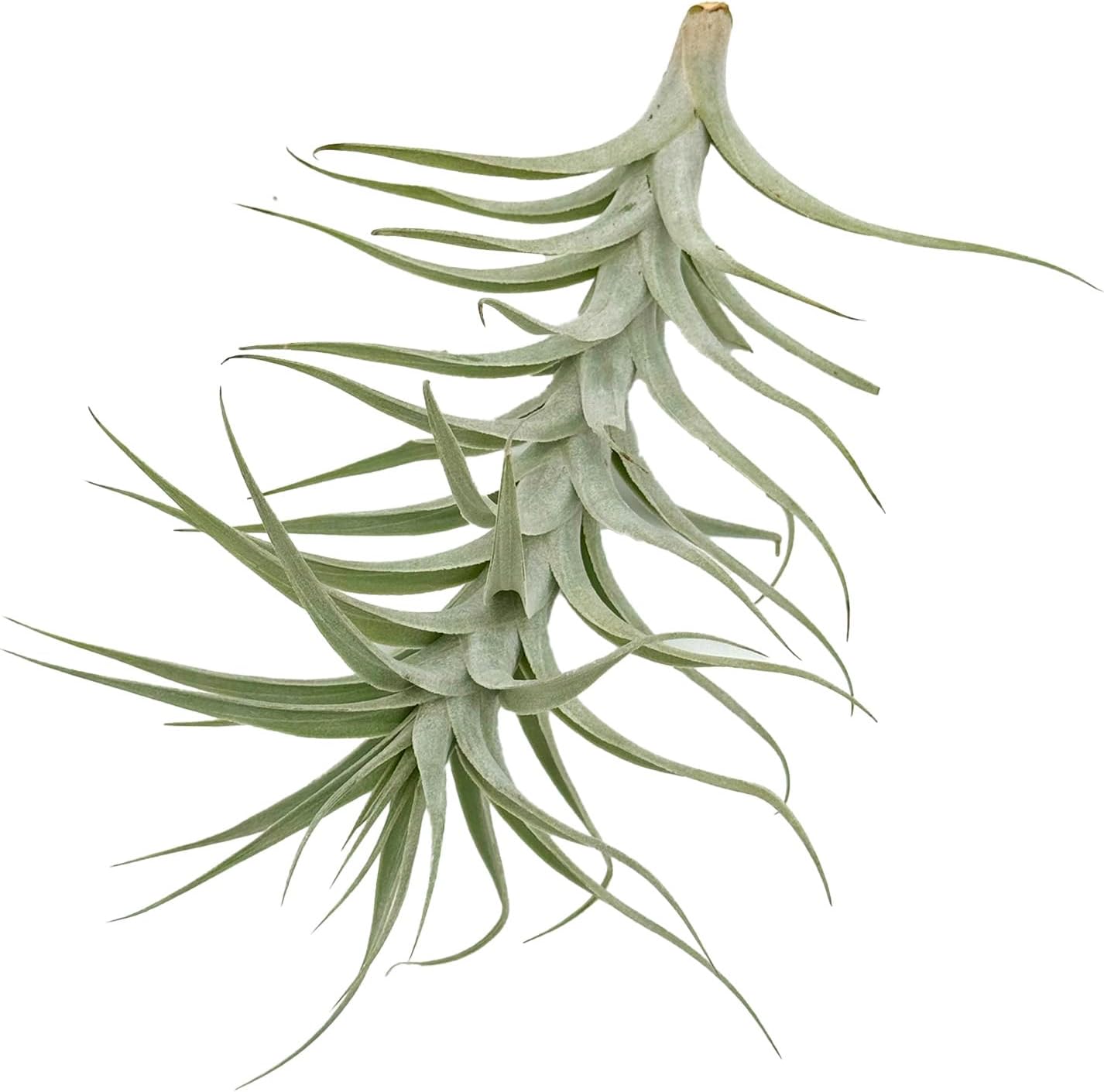 Live Air Plants - Tillandsia Albida 7-12" - 2ct – ragnaroc Live Indoor Plant - Live Arrival Guaranteed - House Plants for Home Decor & Gift