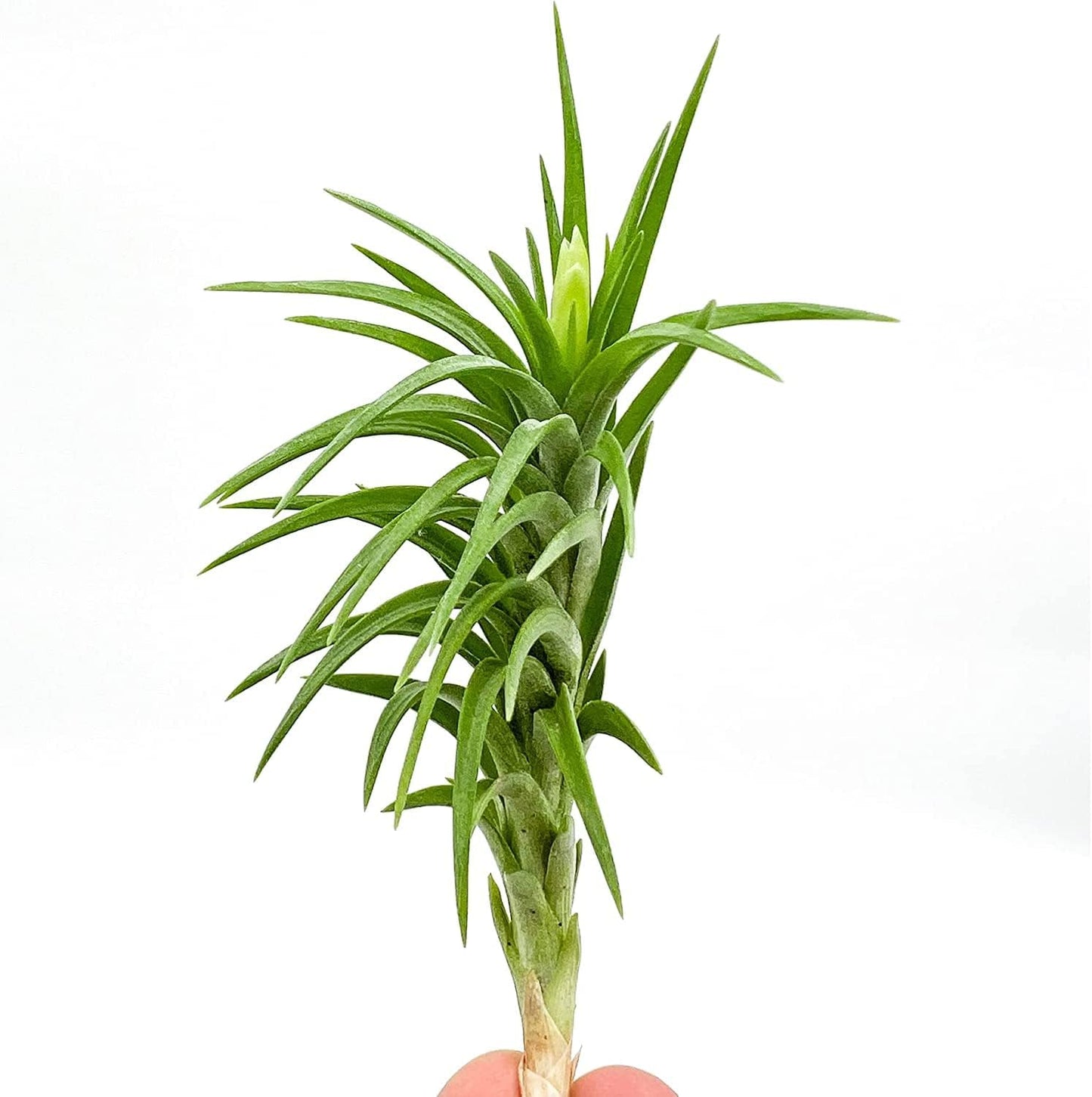 Live Air Plants – Tillandsia Araujei, Large 5” – 3ct – Live Arrival Guaranteed – House Plants for Home Décor & Gift