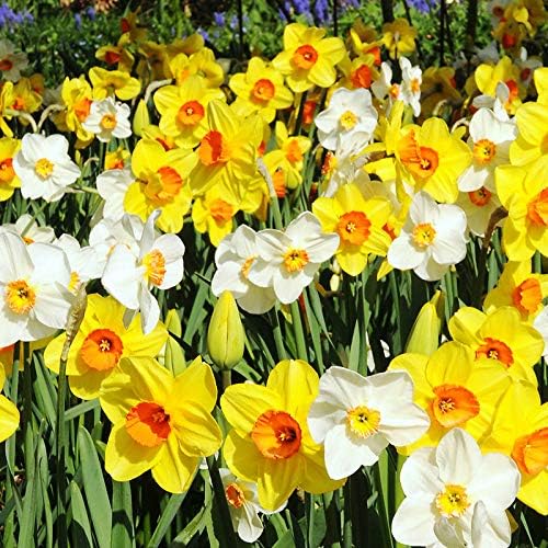 100 Mixed Daffodil Bulbs – Bulk Pack of Spring-Blooming Narcissus – Deer Resistant & Cold Hardy – Easy Fall Planting - Plant in Gardens, Borders & Flowerbeds - Willard & May