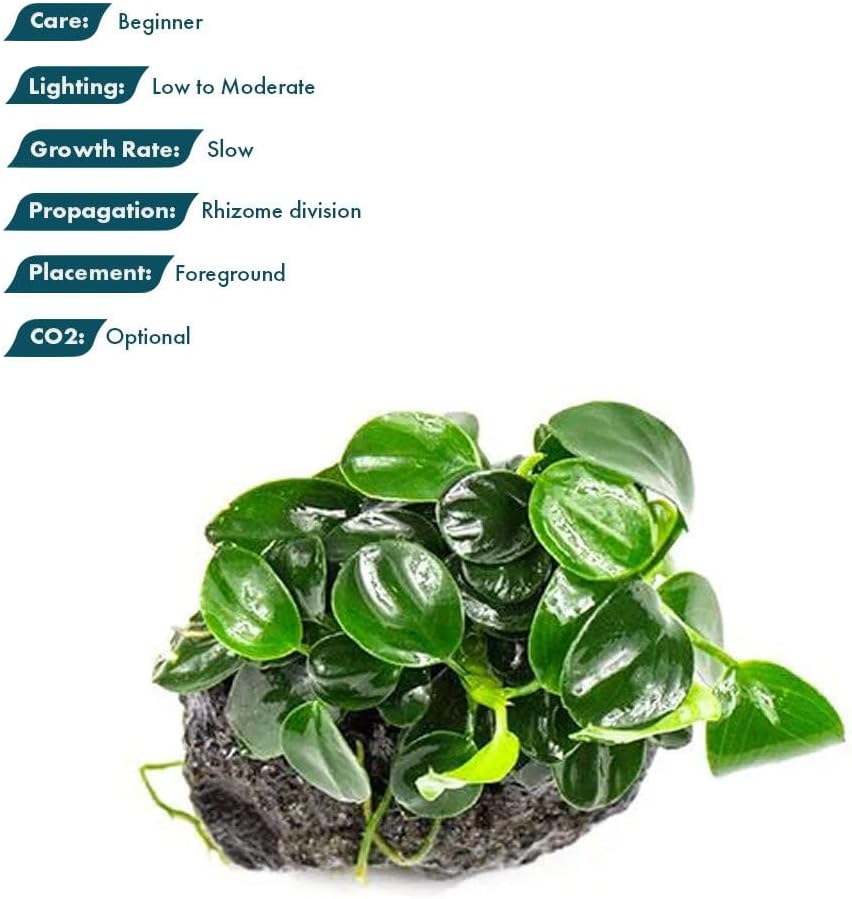 Live Plants – Anubias Nana Petite (Anubias barteri VAR. Nana 'Petite') – Low to Moderate Light, Deep Green Tiny Rounded Leaves, Foreground Placement - Planted Decor, 3 Pack