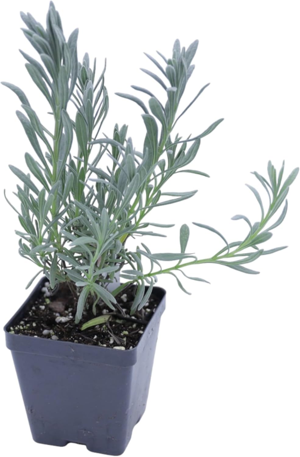 Greenwood Nursery: Live Perennial Plants - Provence Lavender + Lavandula x Intermedia - [Qty: 10x Pint Pots] - (Click for Other Available Plants/Quantities)