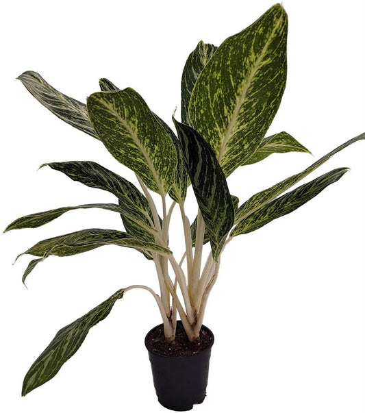 Golden Madonna Chinese Evergreen Plant - Aglaonema - Grows in Dim Light - 6" Pot
