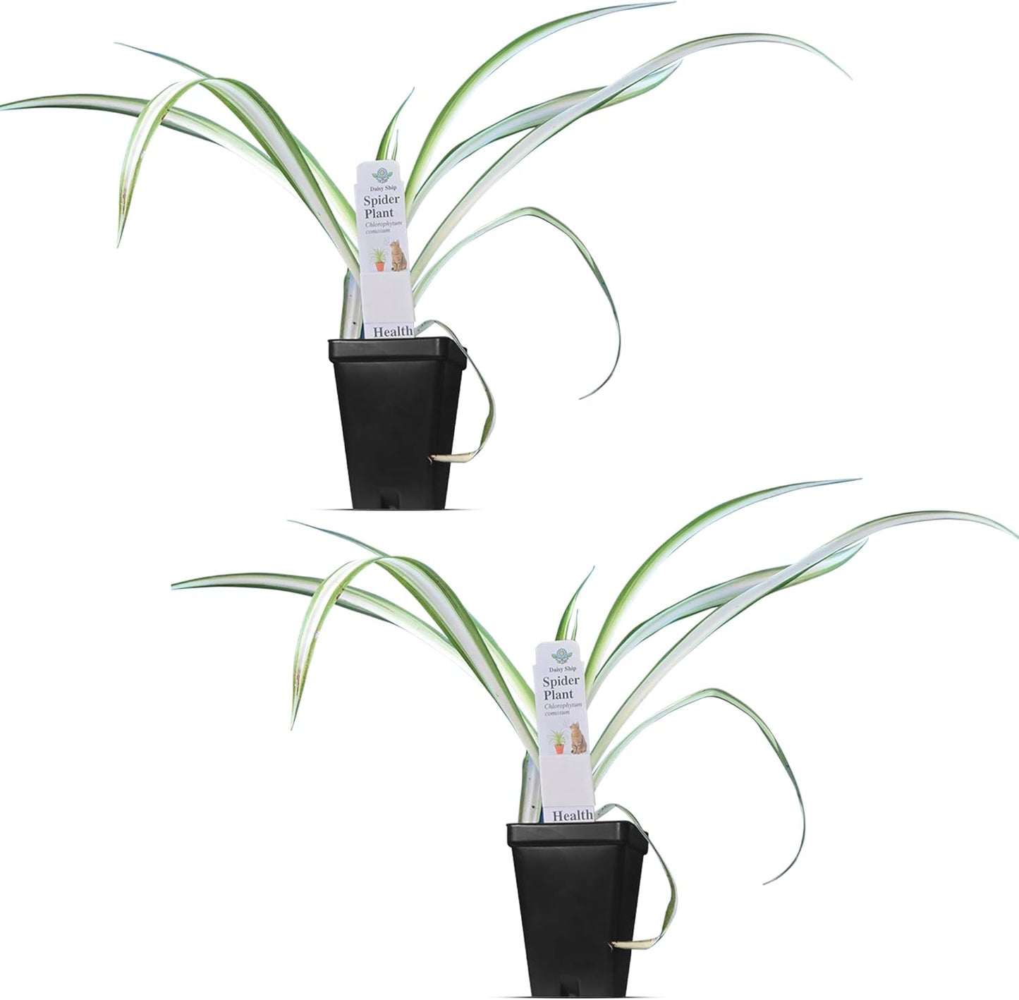 Healthy Spider Plant - Easy Care, Air-Purifying Houseplant (2 Spider Cups)