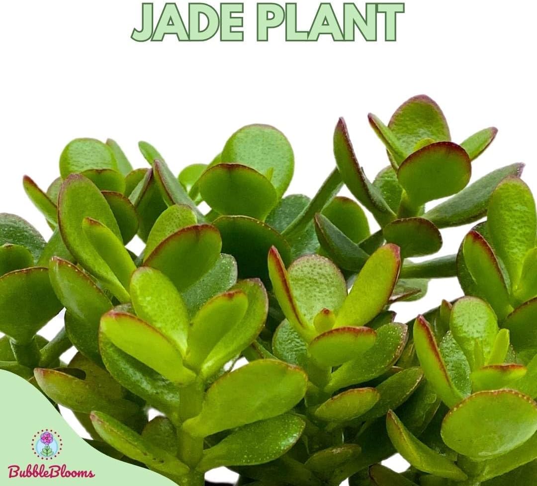 BubbleBlooms Jade Succulent in a 4 inch Pot Crassula ovata
