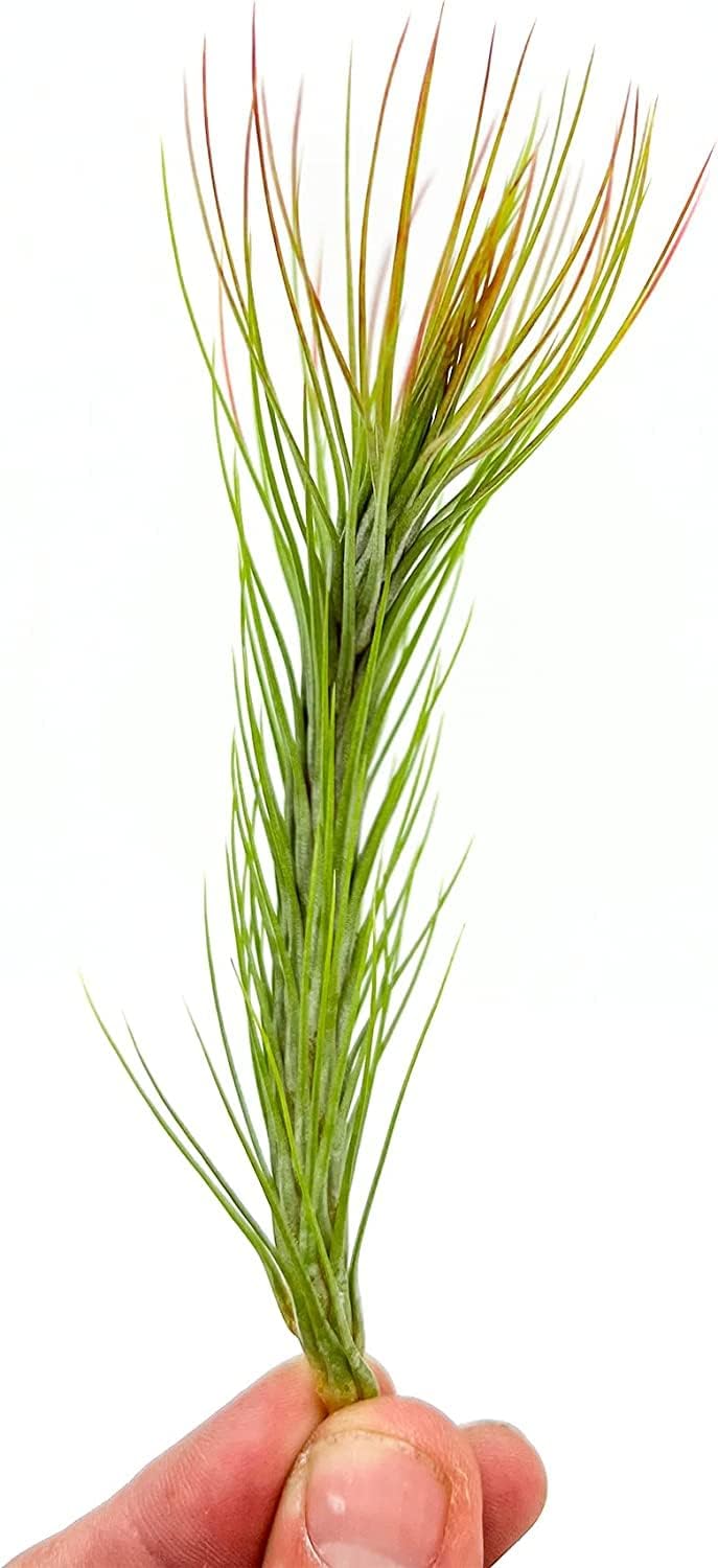 Air Plants - Tillandsia Funckiana Hybrid, Large 5-7" - 3ct - Live Arrival Guaranteed - House Plants for Home Decor & Gift