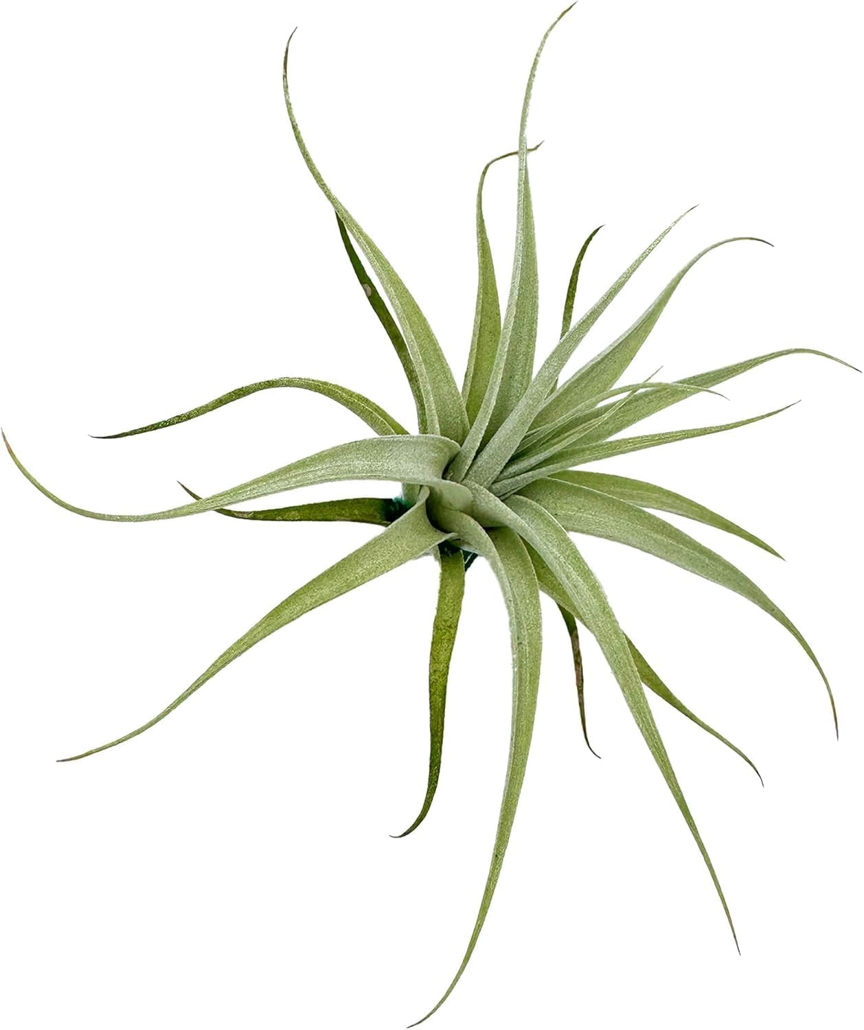 Live Air Plants - Tillandsia Albida 3-5" - 5ct – ragnaroc Live Indoor Plant - Live Arrival Guaranteed - House Plants for Home Decor & Gift