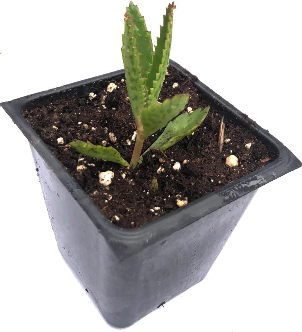 Smoke Camp Crafts Organic Mother of Thousands Plant (Kalanchoe daigremontiana) 2.5 inch Pot - Organic Easy-to-Grow Succulent House Plant for Home or Office Decor