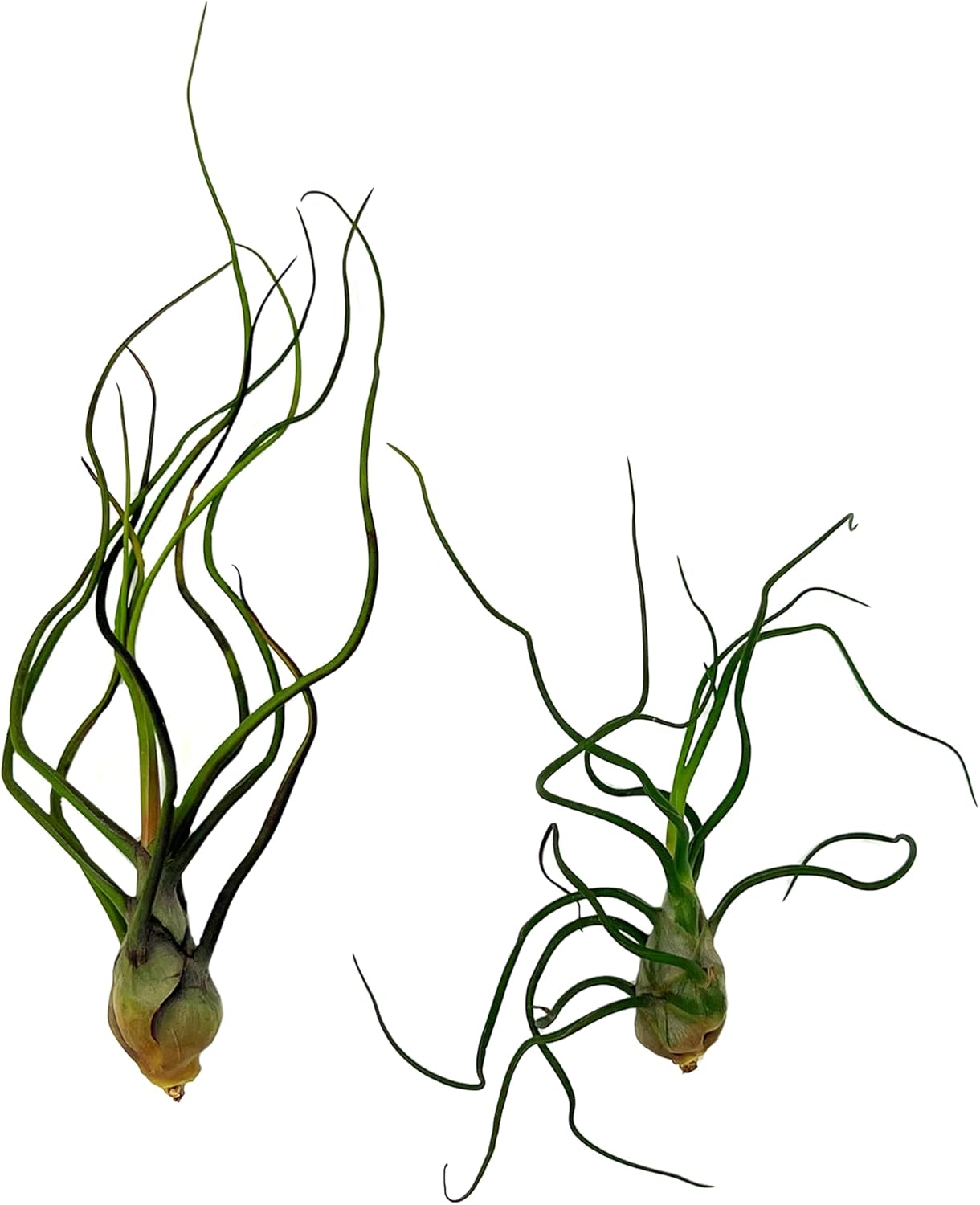 Air Plants - Flowering Tillandsia Bulbosa Guatemala, Large 3-5" - 2ct - Live Arrival Guaranteed - House Plants for Home Decor & Gift