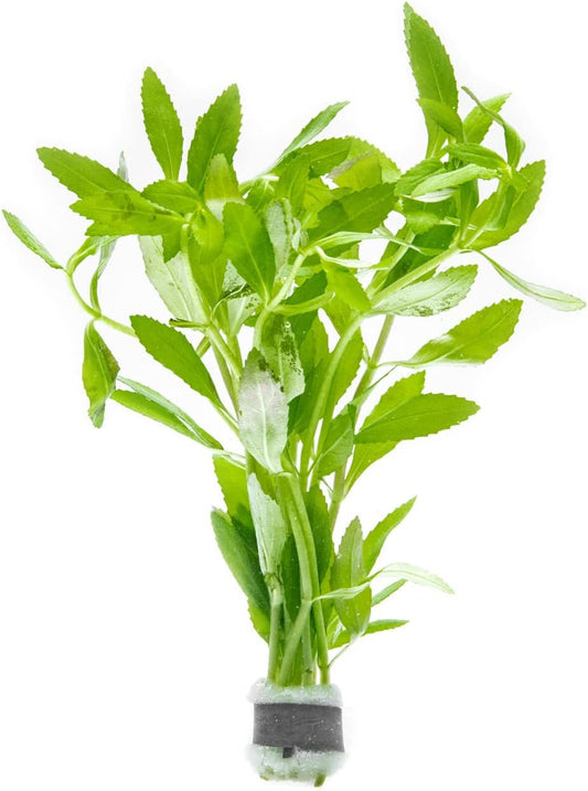 Live Aquarium Stem Plants - Freshwater Aquatic Plant for Fish Tanks, Aquascaping - (Limnophila Belem, 1 Bunch)