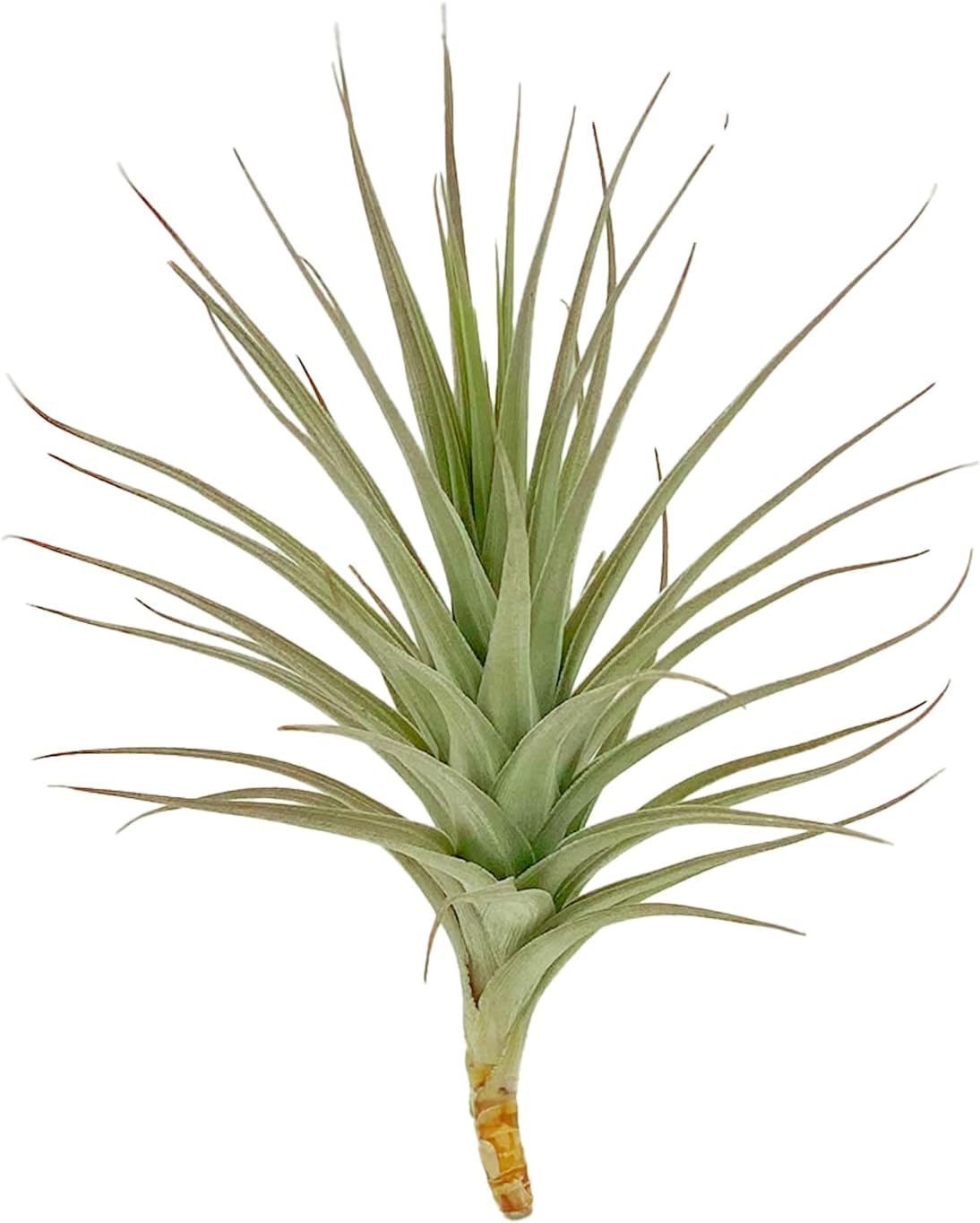 Air Plants - Flowering Tillandsia Lilla Lilac, Large 5" - 3ct - Live Arrival Guaranteed - House Plants for Home Decor & Gift