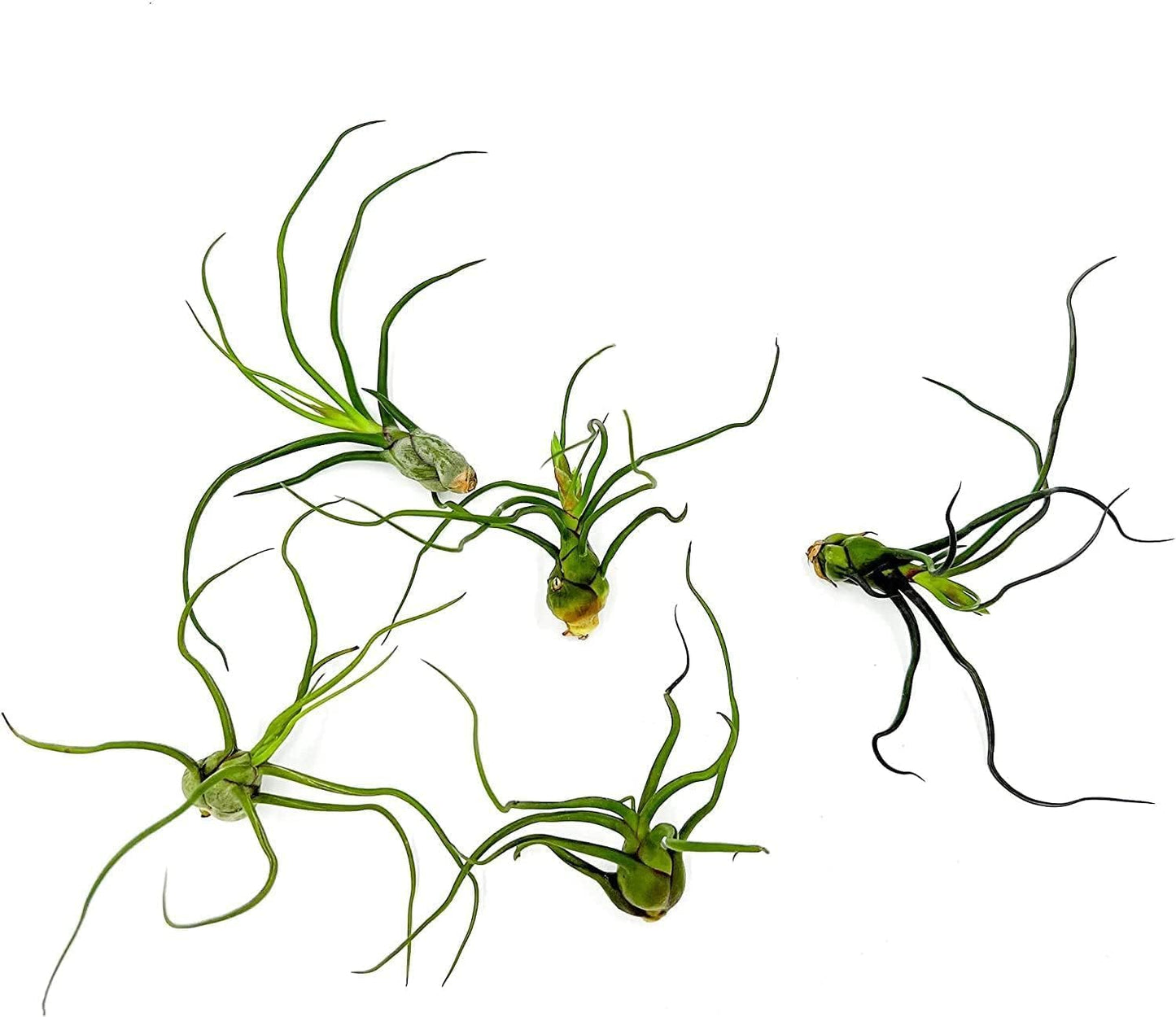 Air Plants - Flowering Tillandsia Bulbosa Guatemala, Large 3-5" - 5ct - Live Arrival Guaranteed - House Plants for Home Decor & Gift