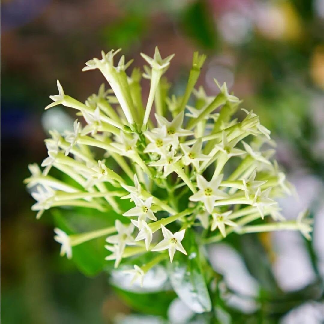 Night Blooming Jasmine Live Plant - Cestrum Nocturnum. Fragrant Flowering Shrub for Garden, Patio or Window (2 ngt.jas Cups)