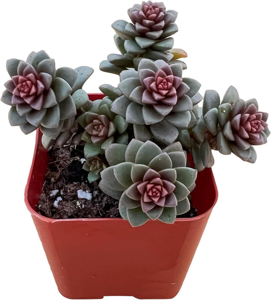 2" Live Succulent 'Cremnosedum Little Gem', Rare Succulent Plants Fully Rooted in Pots, Unique House Plant for DIY, Party Favor, Home Office Decoration