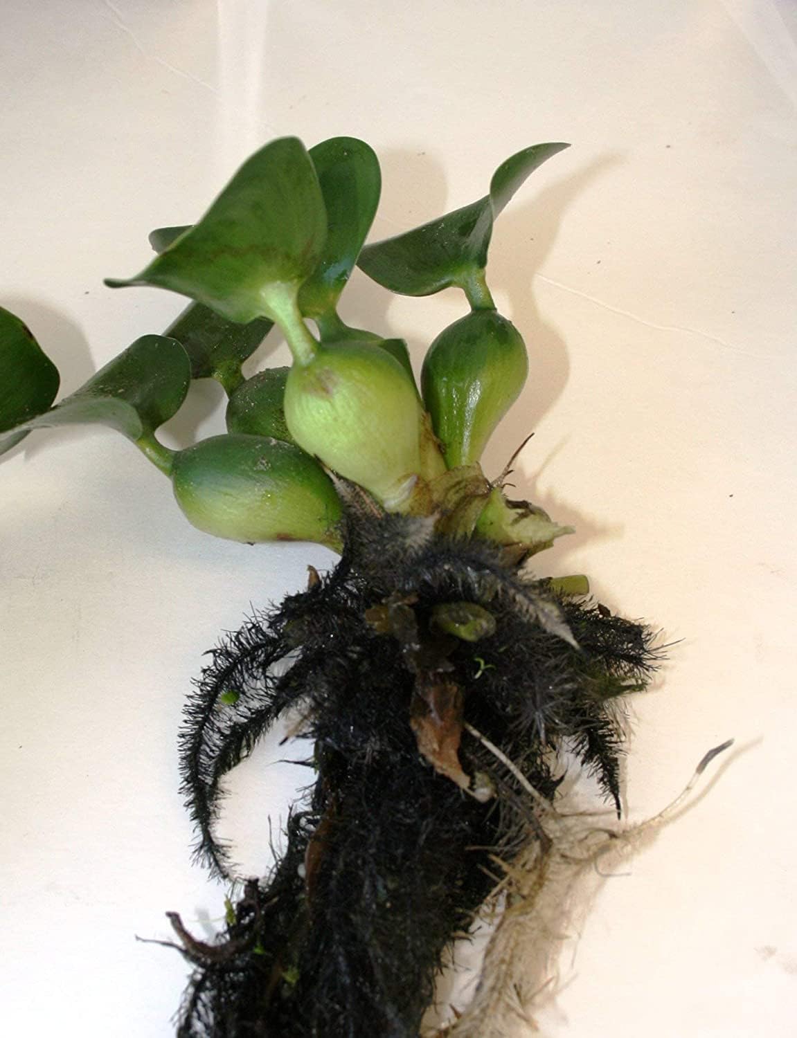 Water Hyancinth - Easy Floating Live Pond Plant