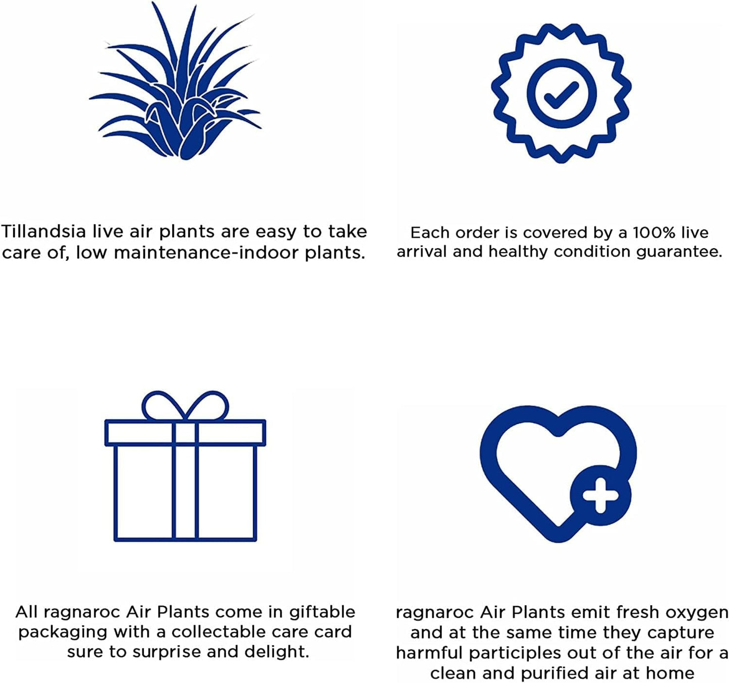 Air Plants - Tillandsia Funckiana, Large 5" - 5ct - Live Arrival Guaranteed - House Plants for Home Decor & Gift