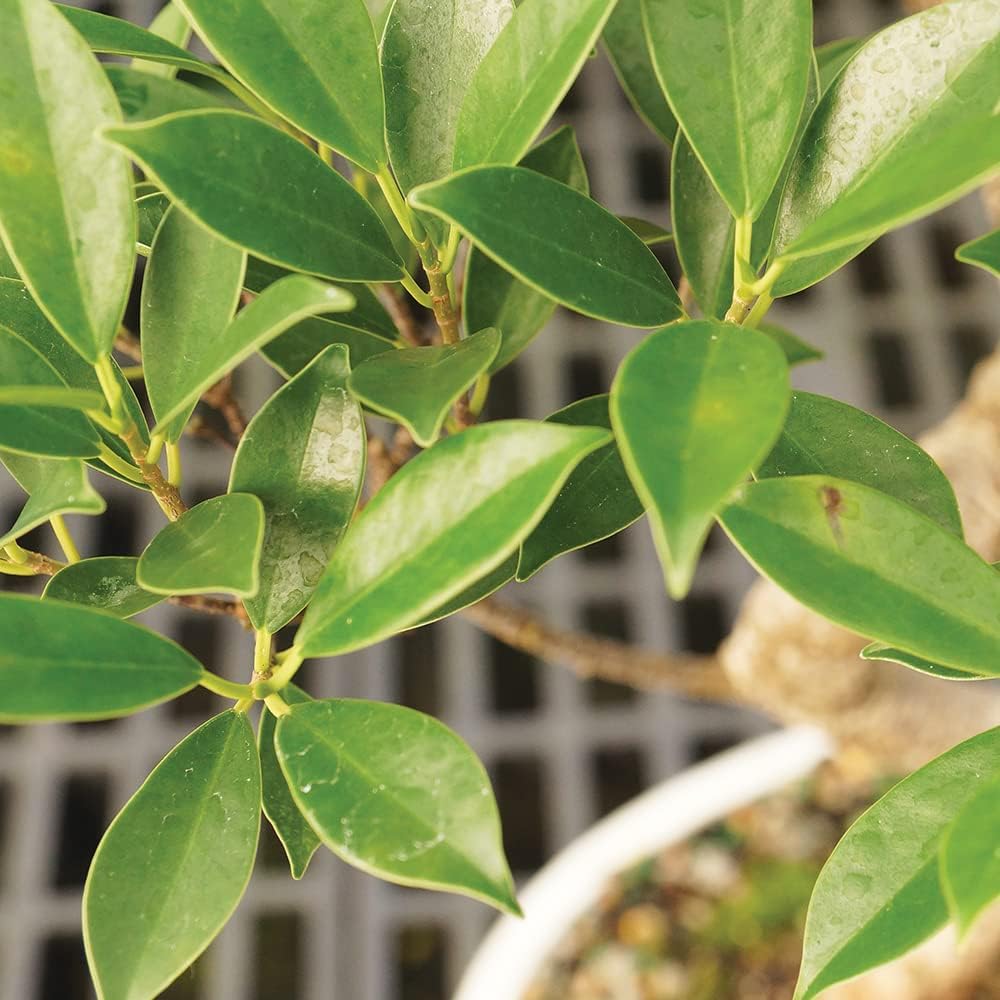 Brussel's Bonsai Live Golden Gate Ficus Indoor Bonsai Tree - Medium, 7 Years, 8 to 16 In - Live Bonsai Tree in Ceramic Bonsai Pot and Humidity Tray