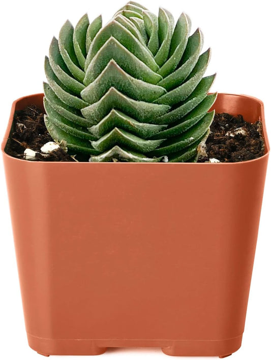 2" Live Succulent Crassula cv. Buddha's Temple, Succulent Plants Fully Rooted in Pots, Unique House Plant for DIY, Party Favor, Home Office Decoration