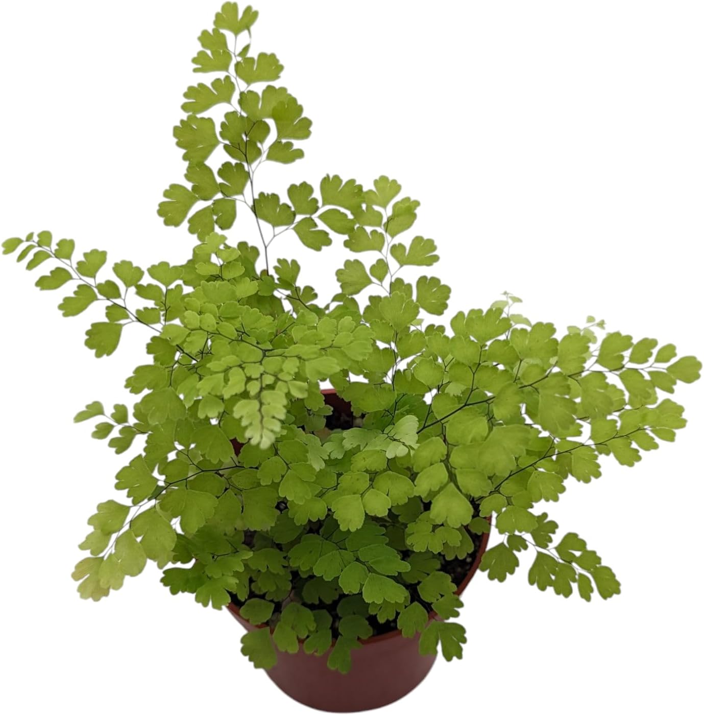 Live Maidenhair Fern Indoor Plant, 4 inch Pot, Delicate Green Foliage