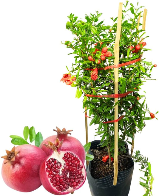 Pack 2 Potted Wonderful Pomegranate Tree Live Plant - Hardy Red Pomegranate Bush - for Gardens and Pots- Full Roots and Easy to Plant, Size 10 to 15 Inch Tall