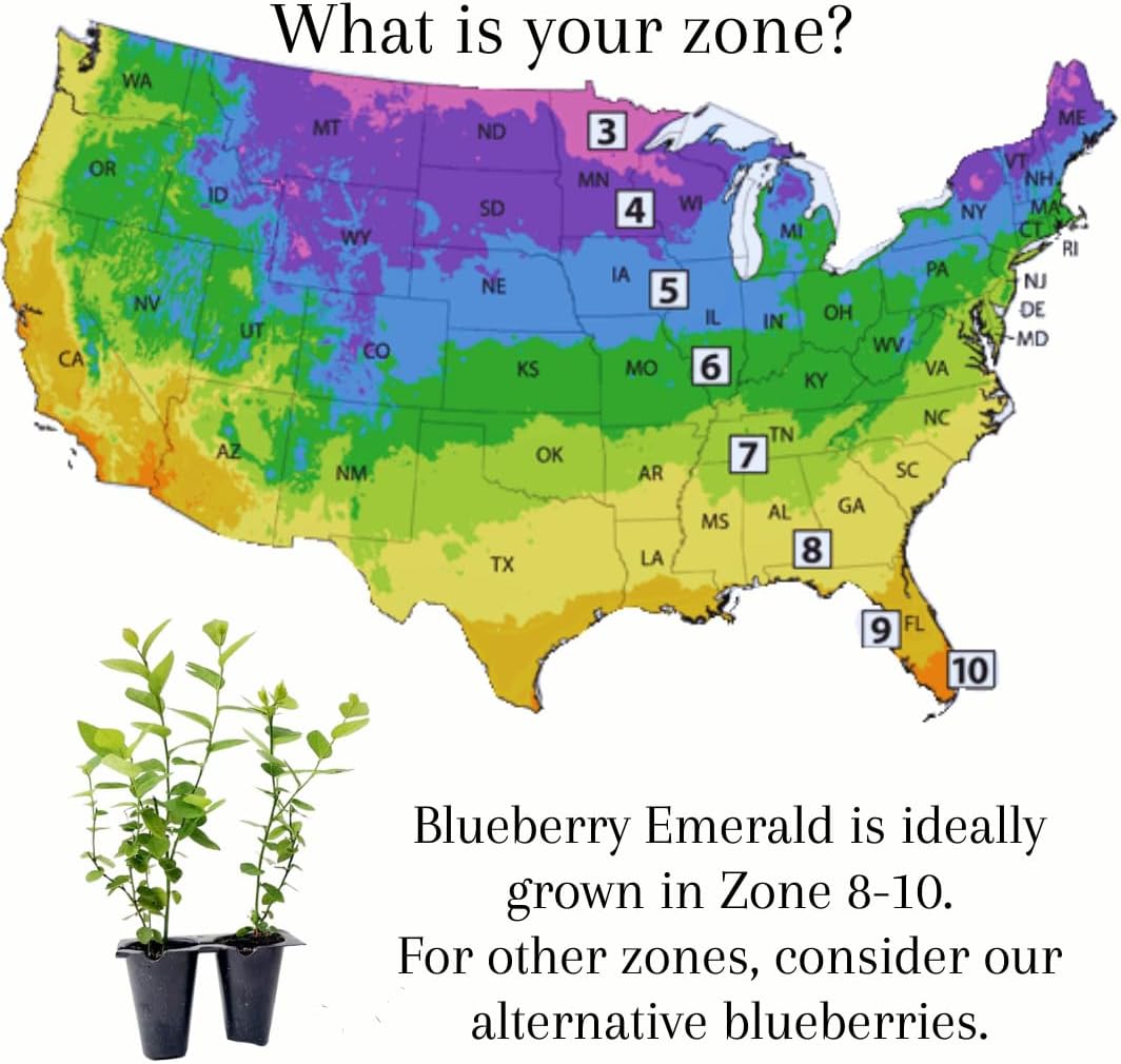 Pink Lemonade Blueberry (Emerald)