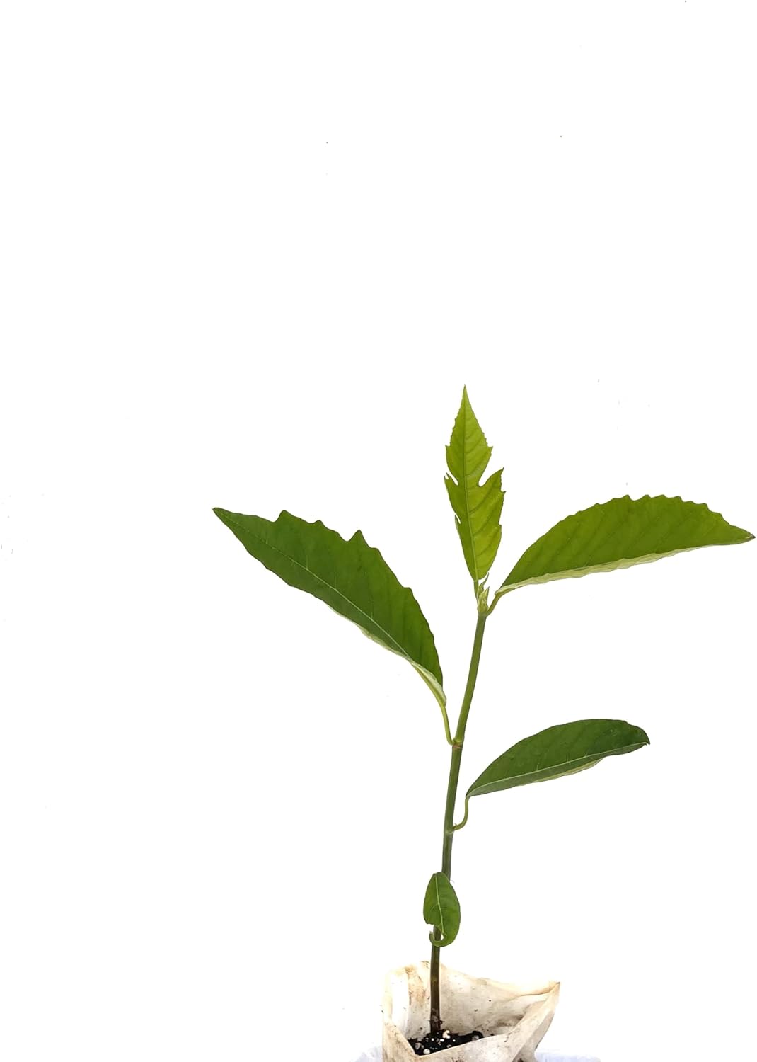 Breadfruit Tree - Live Big Fruit Tree 12"-24" Tropical Plantae