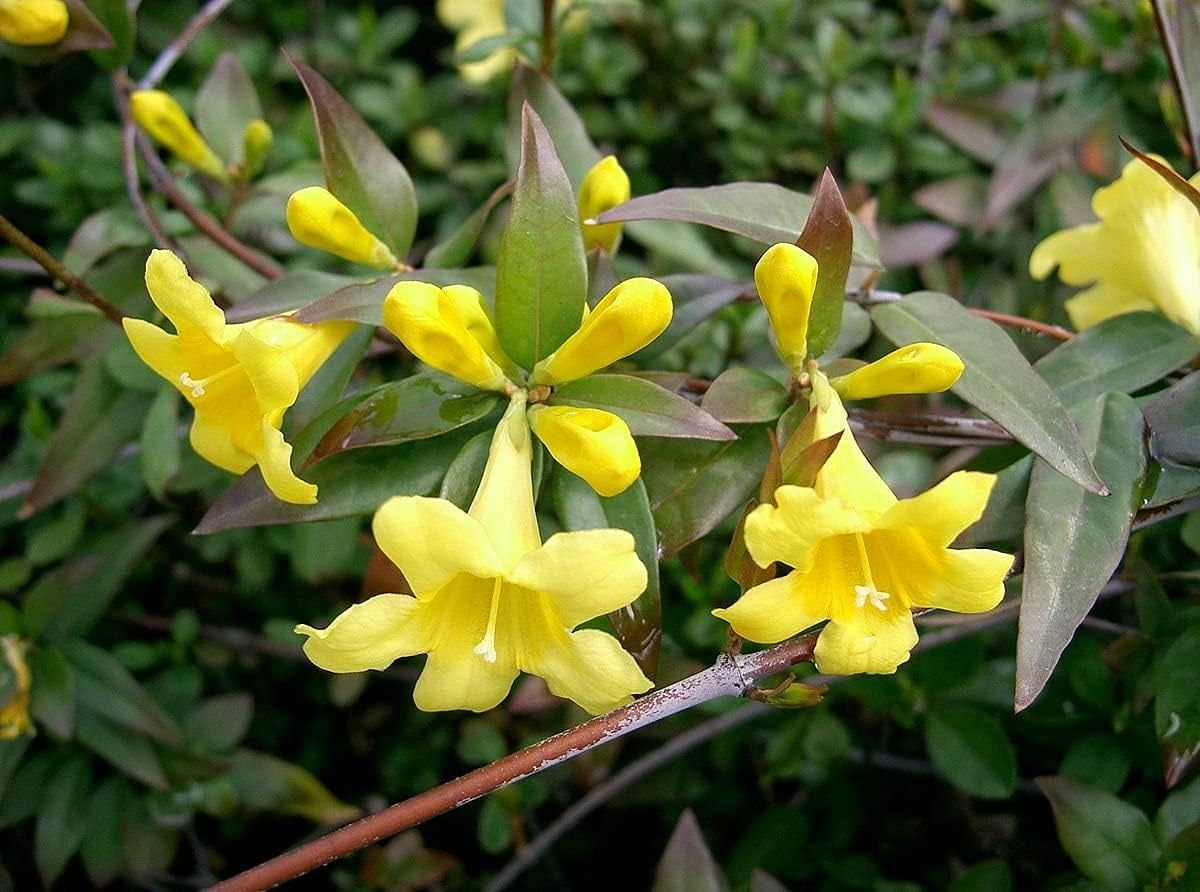 Carolina Jasmine | 3 Large Gallon Size Plant | Gelsemium Sempervirens | Fragrant Yellow Blooms, Evergreen Vine, Low Maintenance, Fast Growing, Climbing, Attracts Pollinators, Garden Trellis