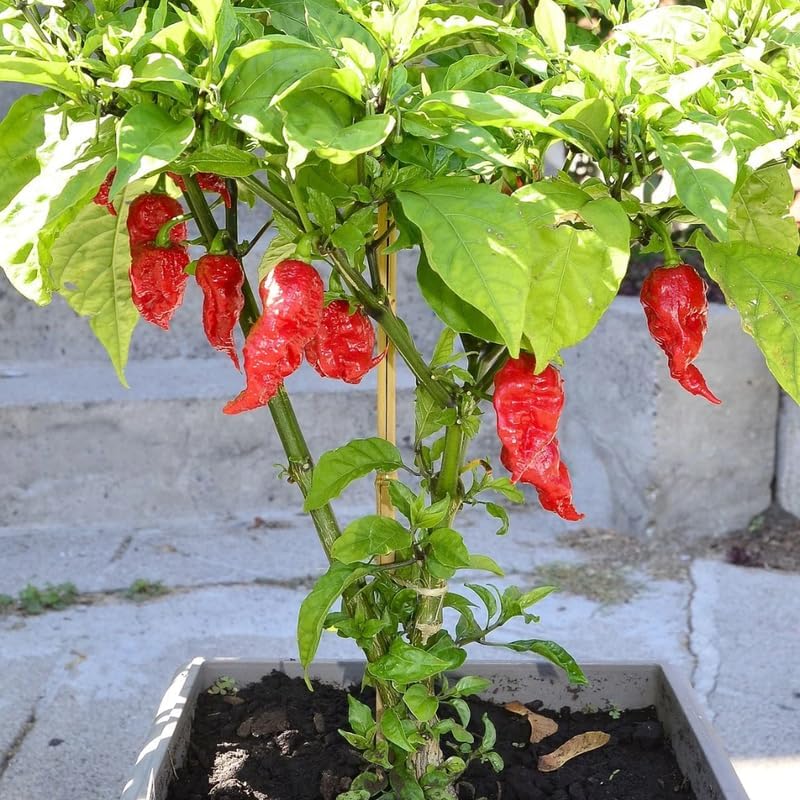 Pack 2 Red Ghost Pepper Plants, Live Red Ghost Pepper Plants, Live Ghost Peppers, Ghost Pepper Plants for Growing, 80 Days Old Plants