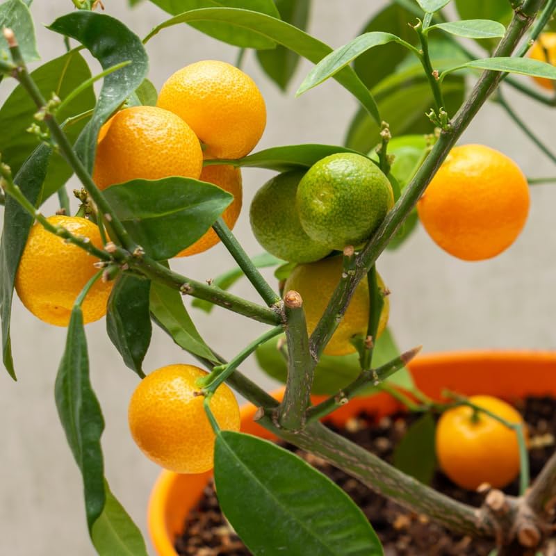 Calamansi Calamondin Tree in Pot, Live Calamansi Fruit Tree Plant, 2 to 3 Feet Tall Calamansi Plant, Calamansi Trees Live Plants, Kalamansi Calamondin Citrus Plant, No Ship to CA