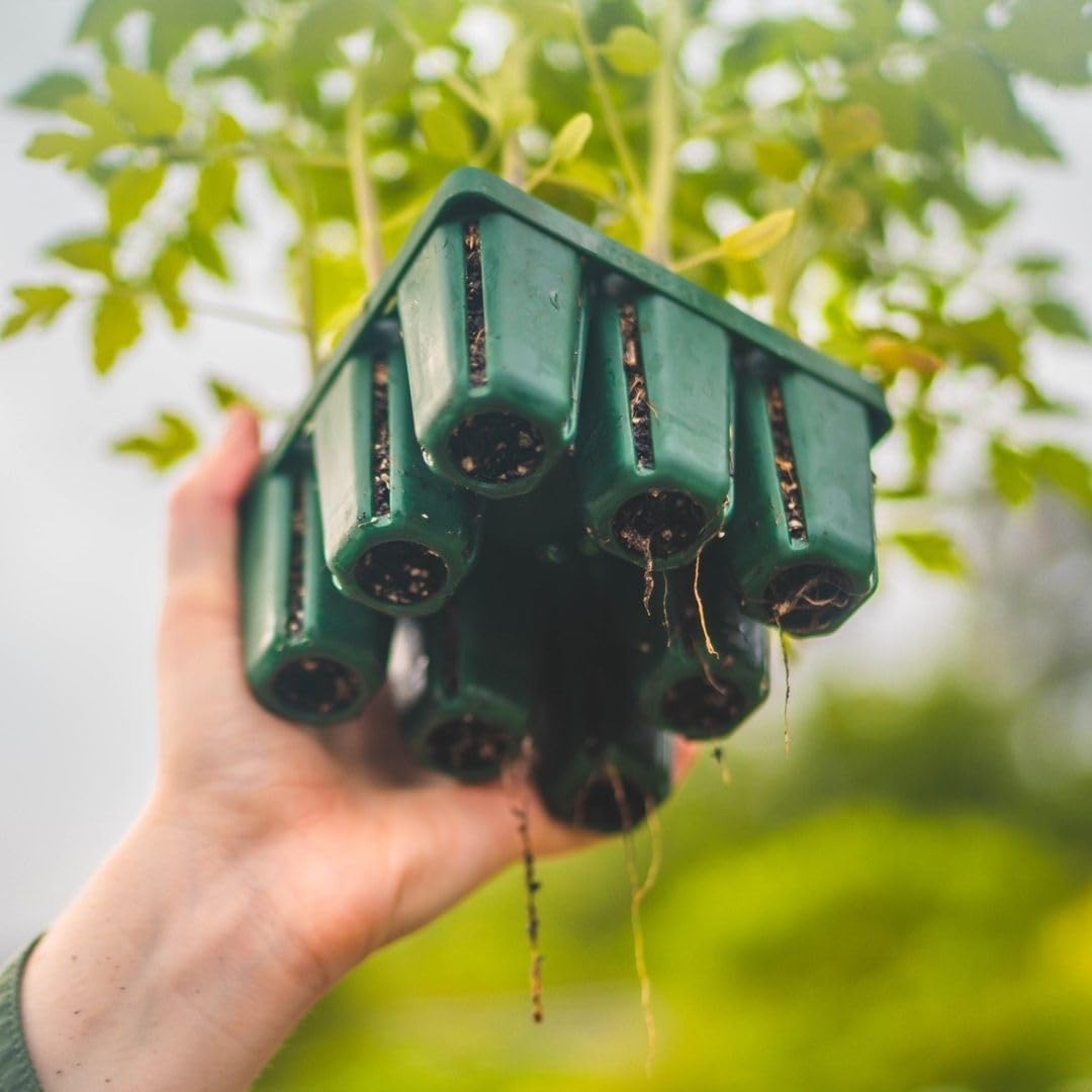 Vego garden Seedling Suite Products, 8 Pack Standard Seedling Trays with Seedling Tray Lids and 10" x 20" Bottom Watering Trays